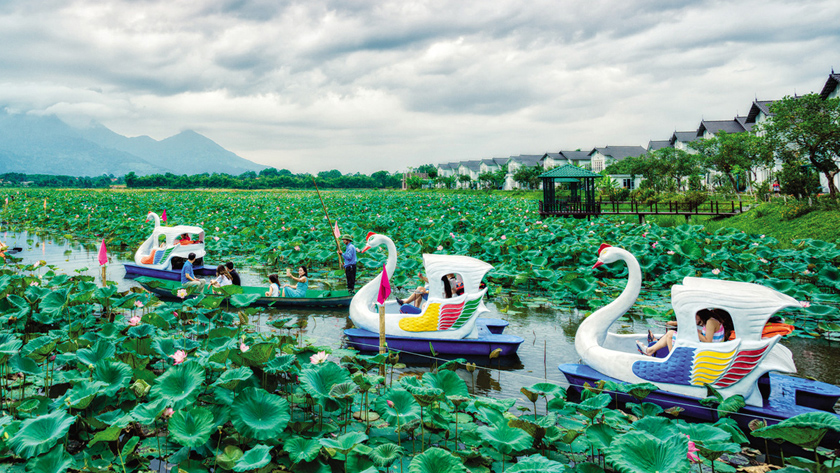 Vườn Vua Resort là địa điểm thu hút rất đông khách mỗi mùa hoa sen nở