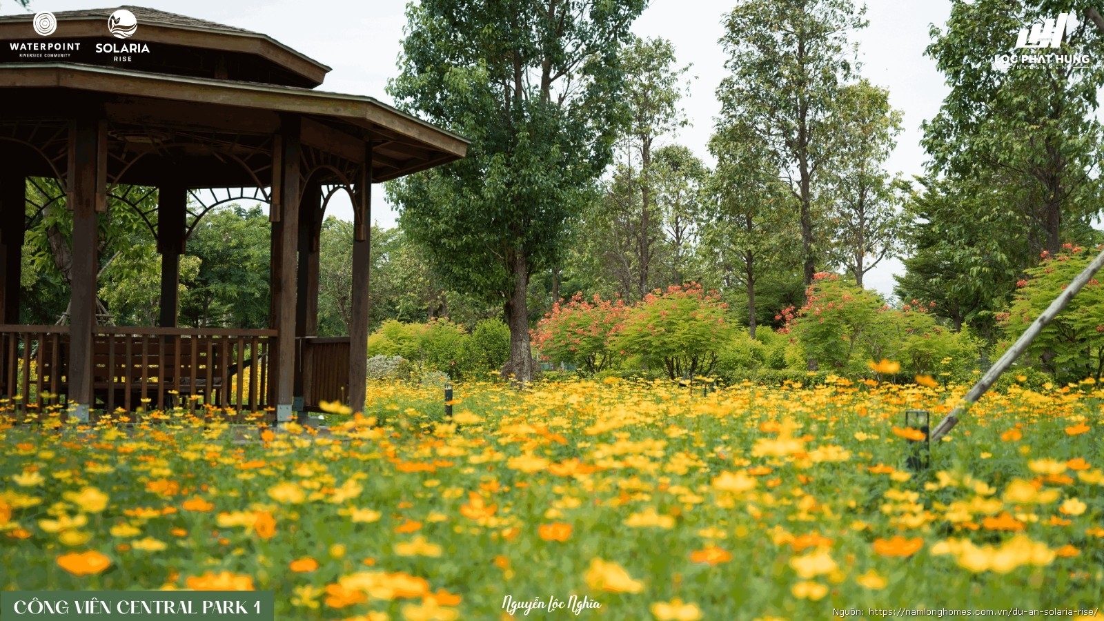 Thảm Hoa Vàng Cam Rực Rỡ Tại Công Viên Waterpoint